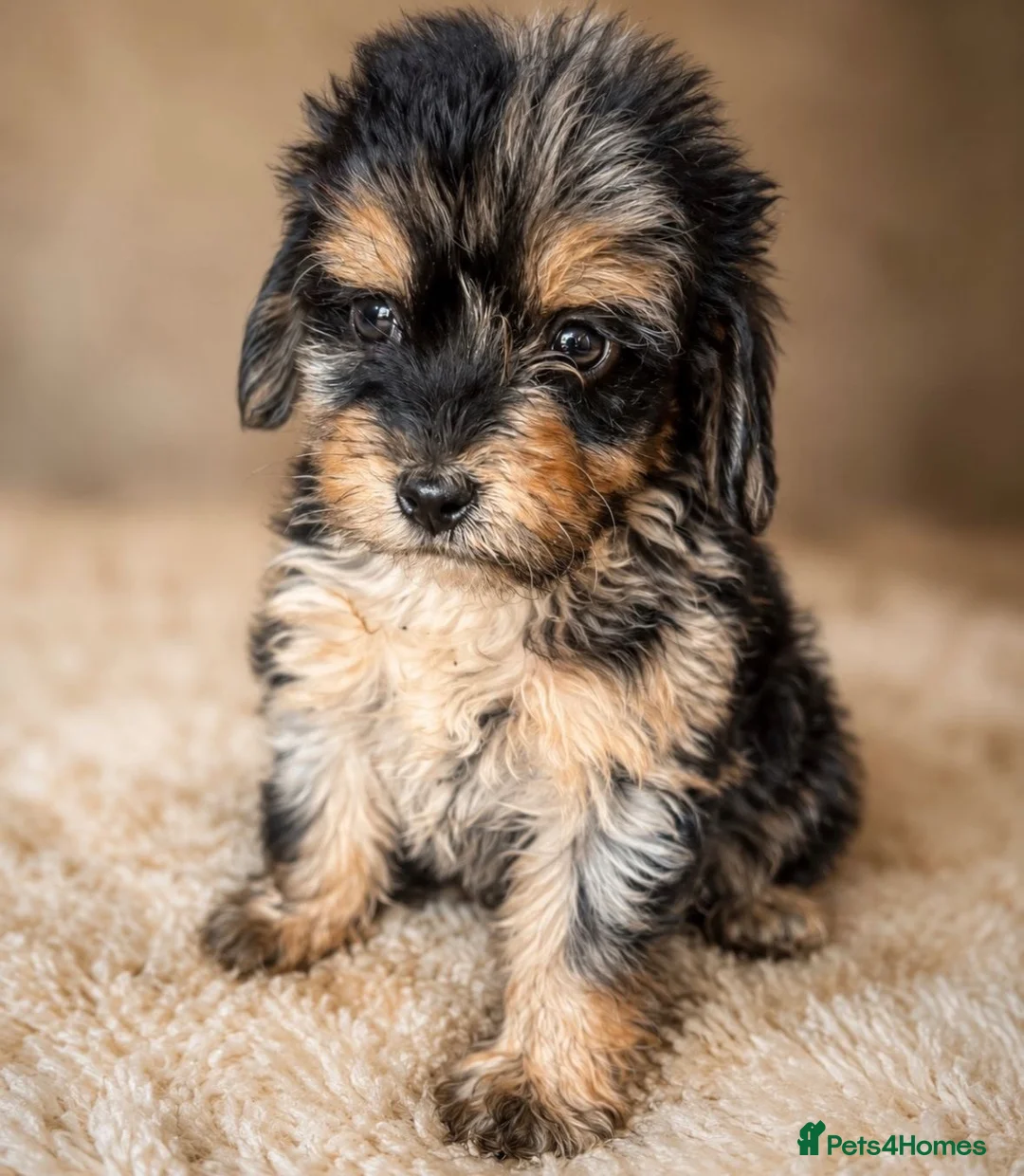 Cockapoo dogs for sale: Mixed litter Cockapoo Puppys ⭐️  - Advert 1