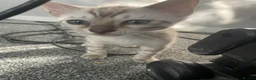 Bengal cats for sale: Bengal female resale  - Advert 8