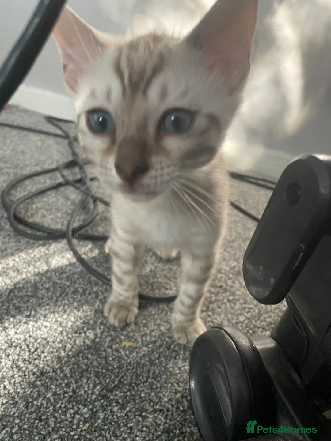 Bengal cats for sale: Bengal female resale  - Advert 8