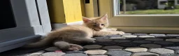 Maine Coon cats for sale: Beautiful, well handled Maincoon kittens  - Advert 20