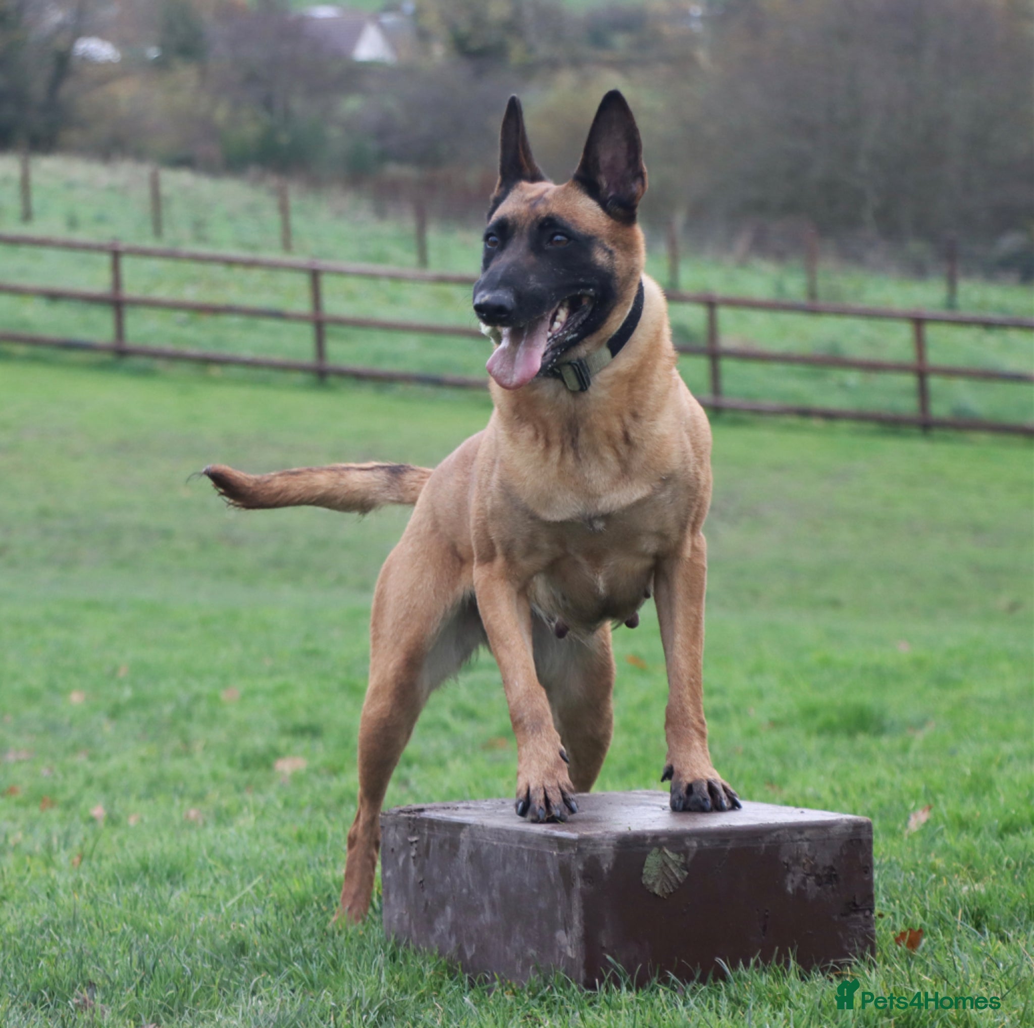 Belgian Shepherd Dog dogs IKC Registered Belgian Malinois - Advert 1