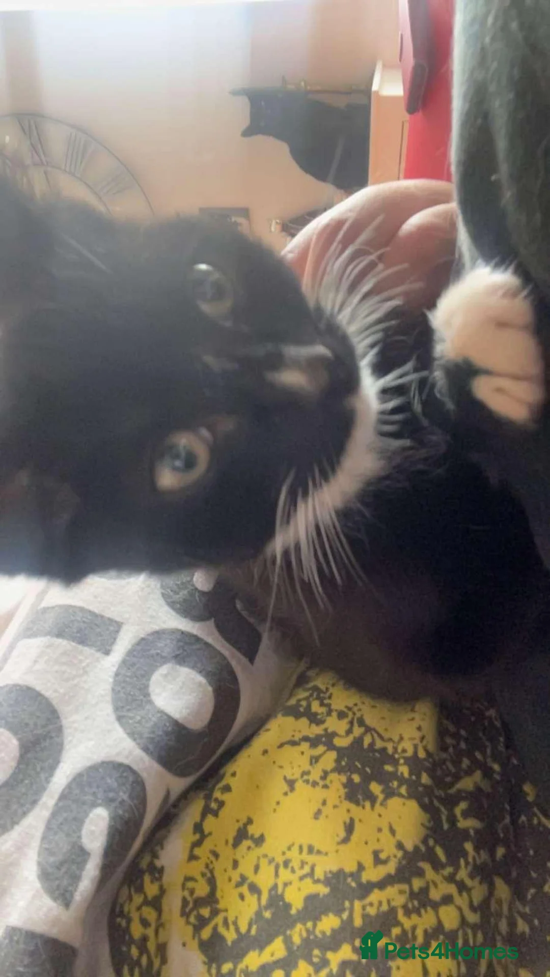British Shorthair cats for sale: Male tuxedo for sale in Darwen - Advert 6