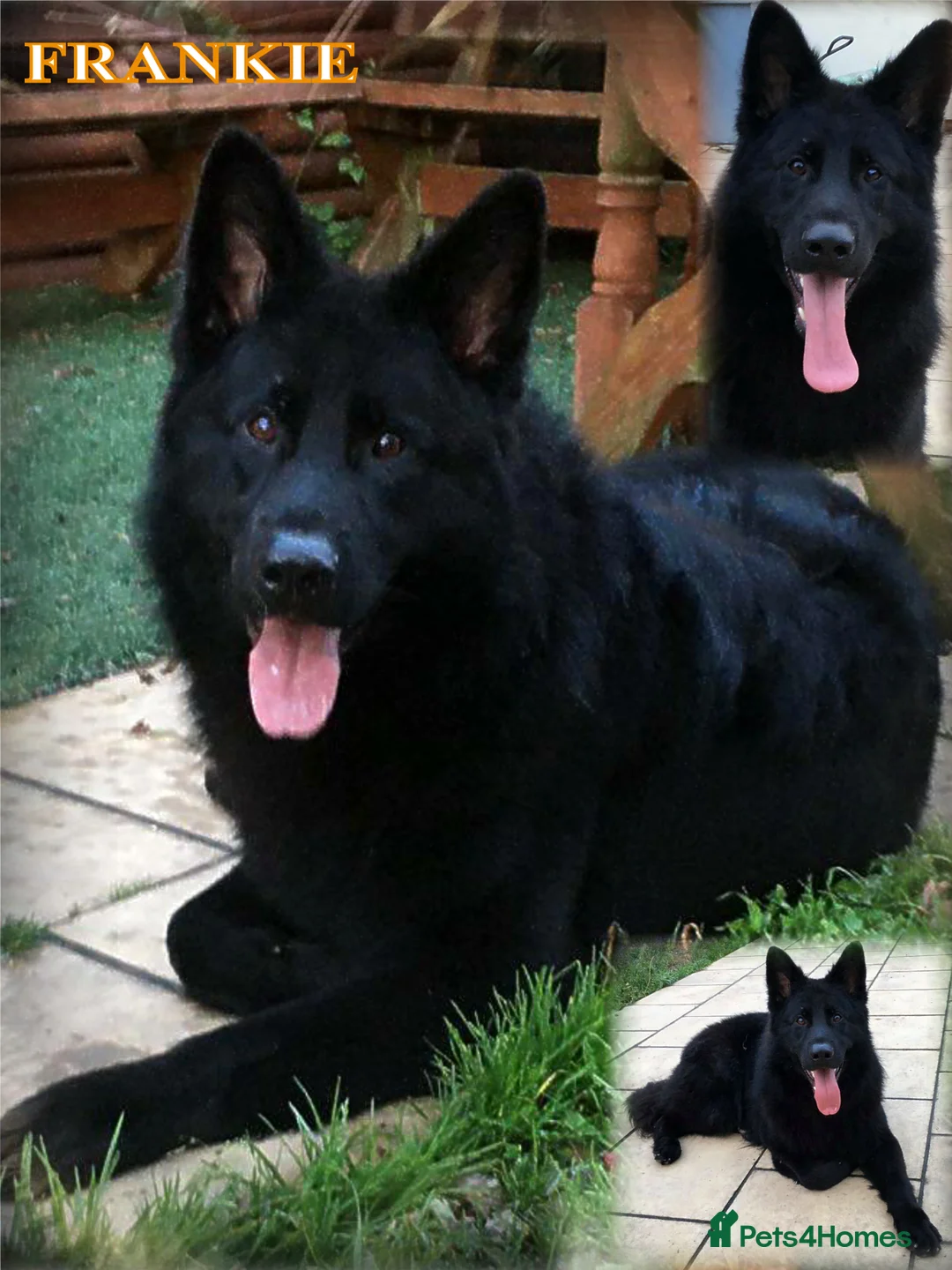 German Shepherd dogs for stud: Frankie Available Stud Fully Health Tested Clear in Wisbech - Advert 2