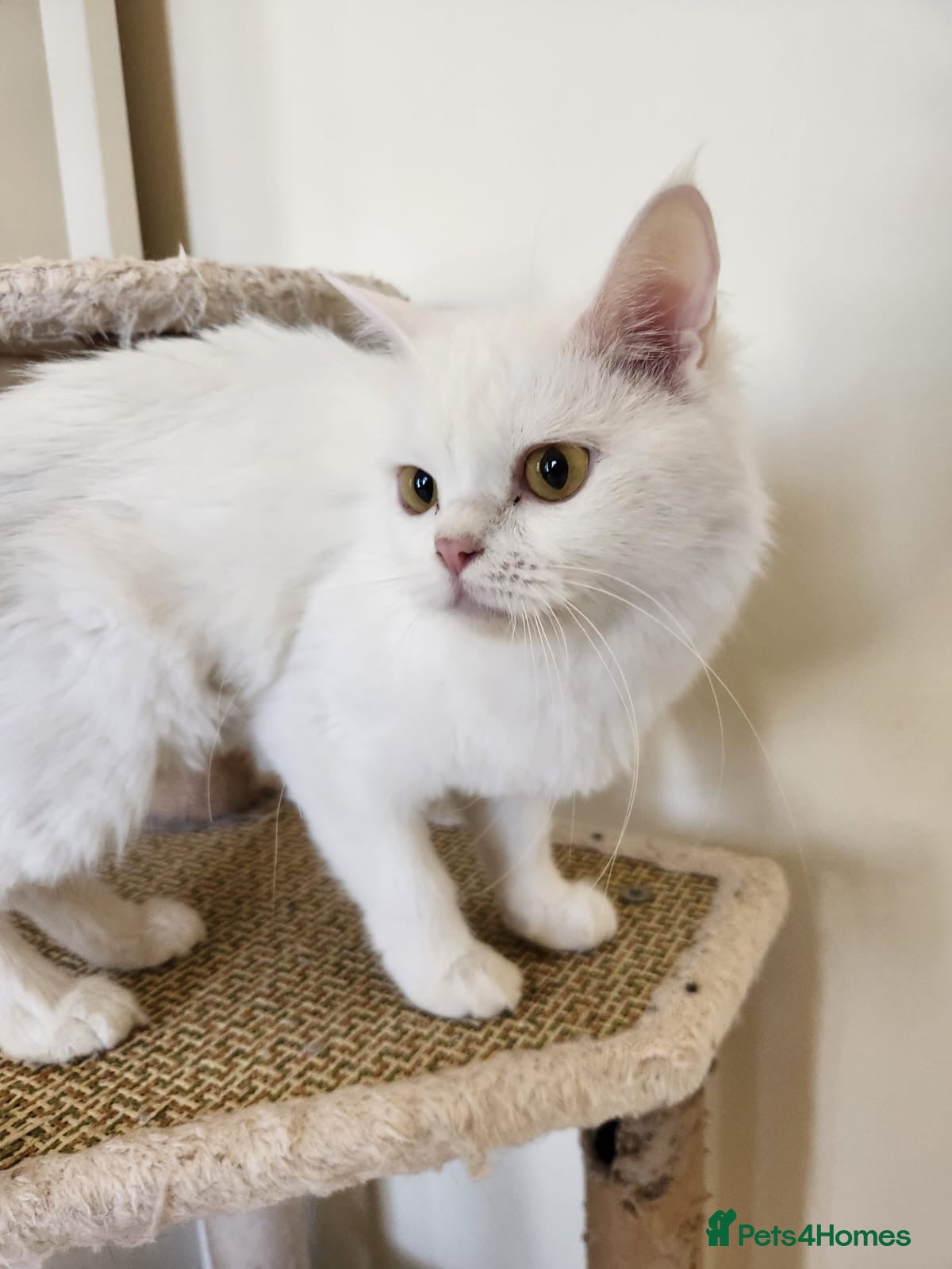 Domestic Shorthair cats Marshmellow  - Advert 1