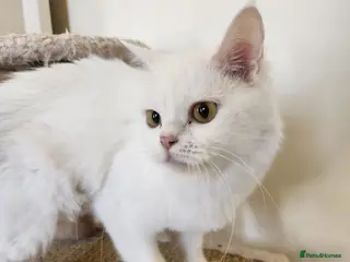 Domestic Shorthair cats Marshmellow - Advert 1