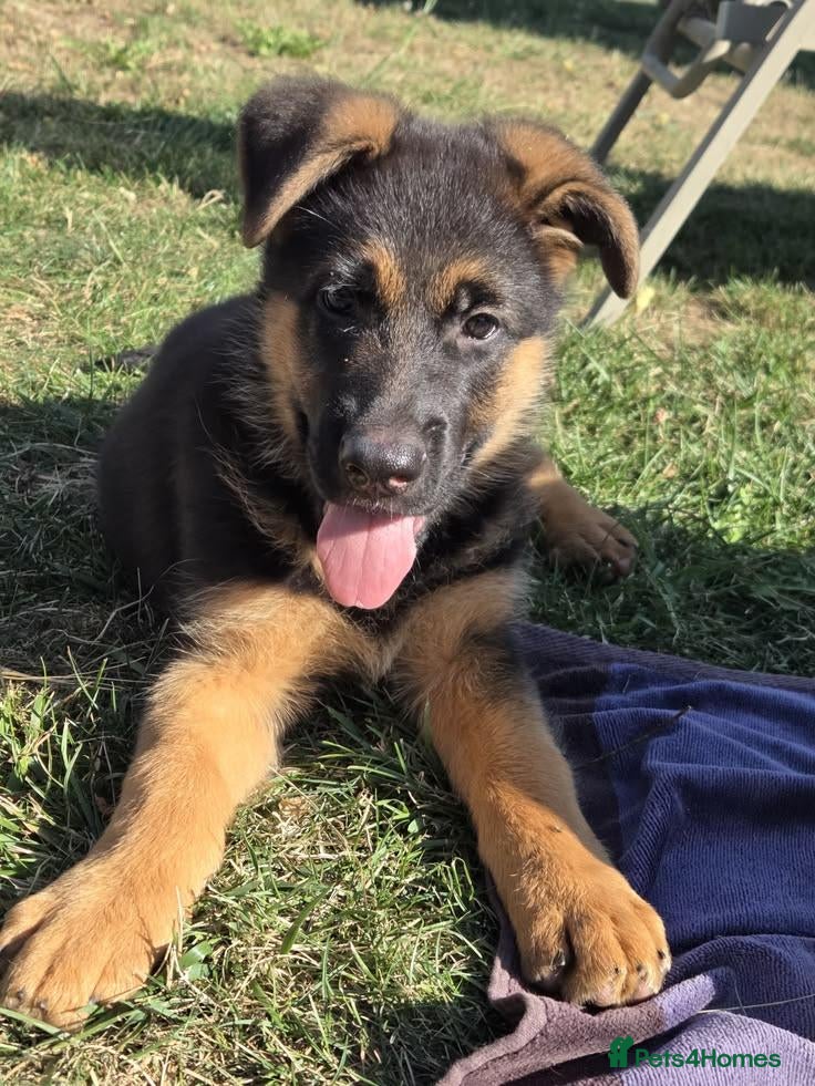 German Shepherd dogs Four standout female German Shepherd puppies - Advert 2