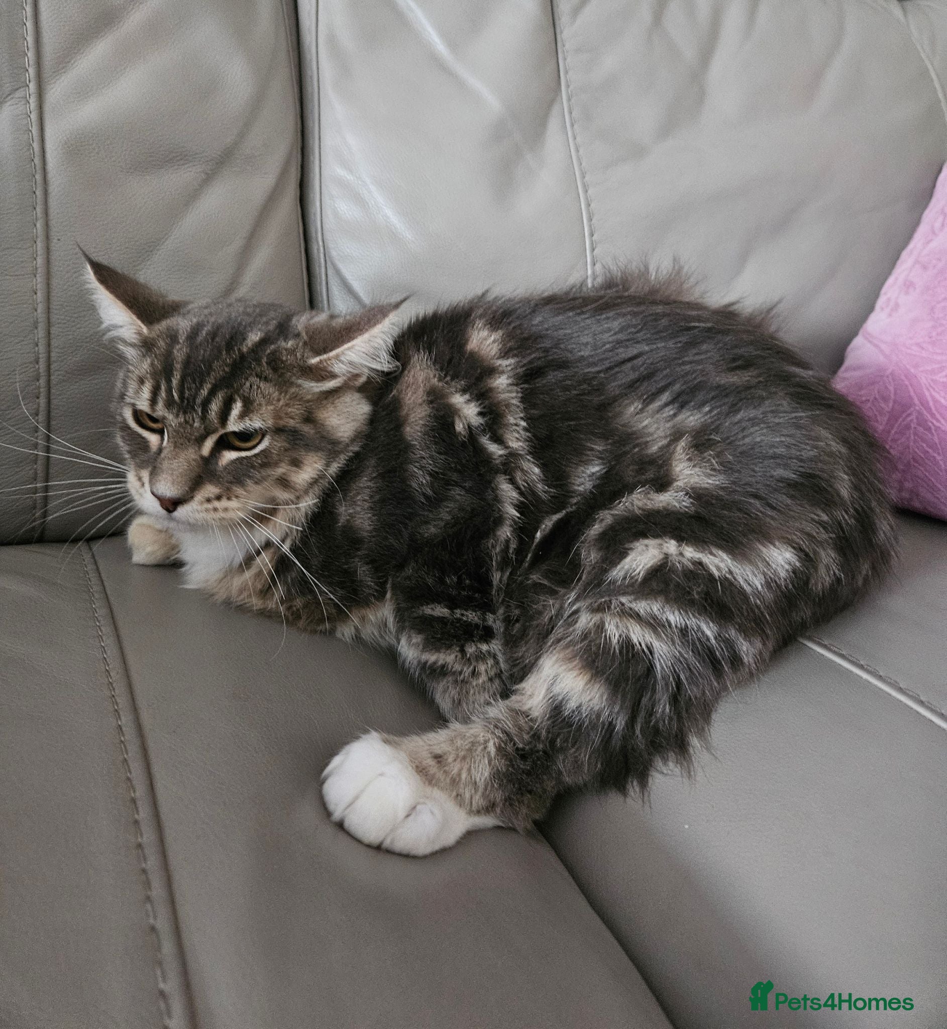 Maine Coon cats Stunning Maine Coon kittens, reduced price - Advert 11