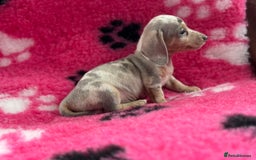 Miniature Dachshund dogs for sale: Miniature dachshund puppies  - Image 6