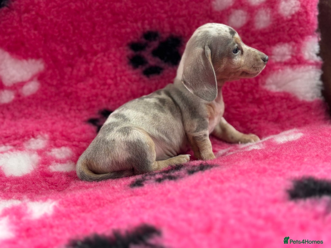 Miniature Dachshund dogs for sale: Miniature dachshund puppies  - Image 6