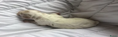 Unusual cream and apricot boy…puppy 8