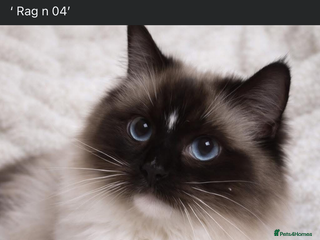 Ragdoll cats GCCF & TICA SEAL MITTED RAGDOLL STUD - Advert 2