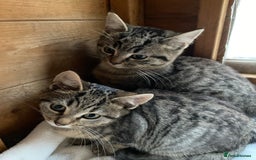 Bengal cats for sale: Bangalore x house cat - Advert 3