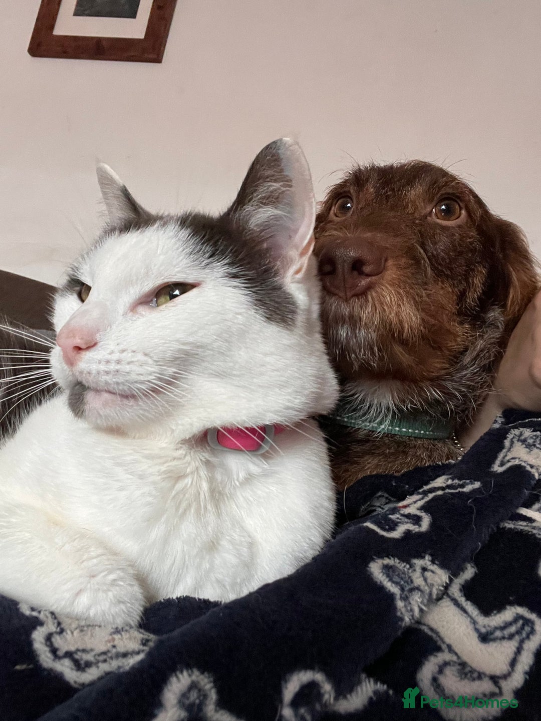 Dachshund dogs for stud: Standard wirehaired dachshund stud  - Image 3