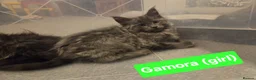 Maine Coon cats for sale: 8 GCCF Pedigree Maine Coon Kittens - Blue & Black  - Advert 16