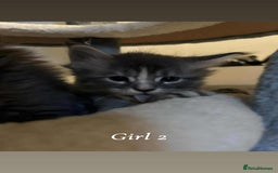 Maine Coon cats for sale: Mainecoon Kittens  - Image 18