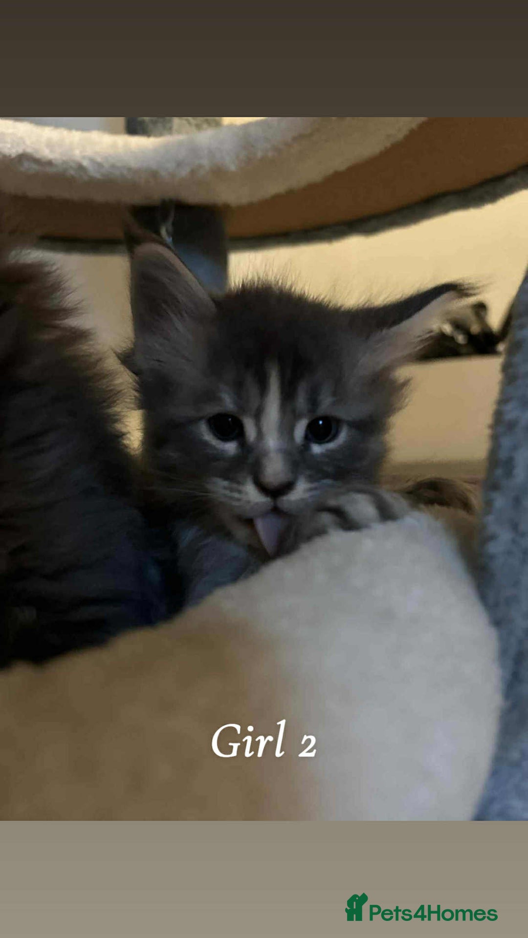 Maine Coon cats for sale: Mainecoon Kittens  - Image 18