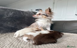 Chihuahua dogs for sale: Long hair chihuahua puppies  - Image 33