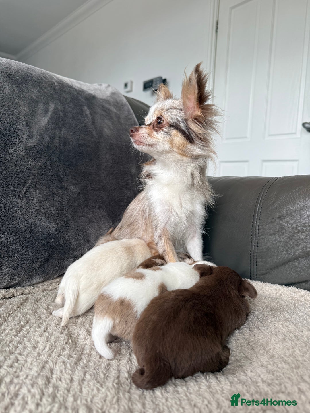 Chihuahua dogs for sale: Long hair chihuahua puppies  - Image 33