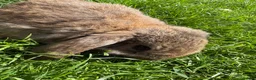 Mini Lop rabbits for sale: Beautiful pure breed mini lops😍 - Advert 23