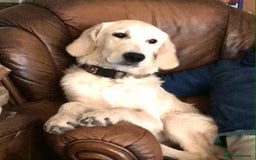 Golden Retriever dogs for sale: Championline puppies in London - Image 4