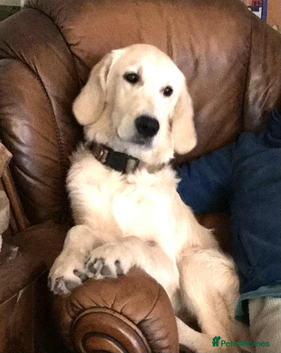 Golden Retriever dogs for sale: Championline puppies in London - Image 4