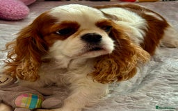 Cavalier King Charles Spaniel dogs for adoption: Daisy’s Story: Saved from the Brink of Death - Image 11