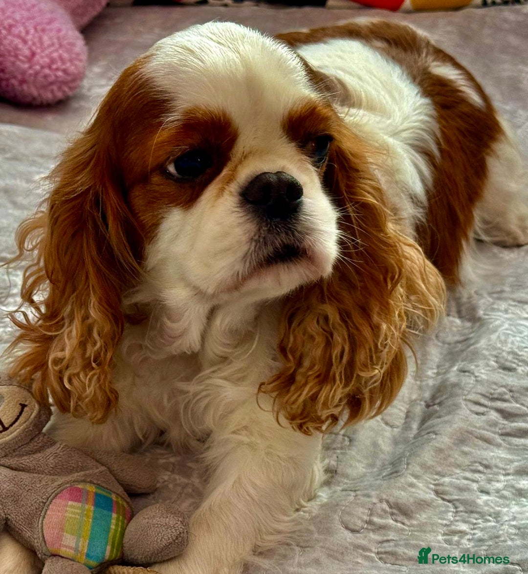 Cavalier King Charles Spaniel dogs for adoption: Daisy’s Story: Saved from the Brink of Death - Image 11