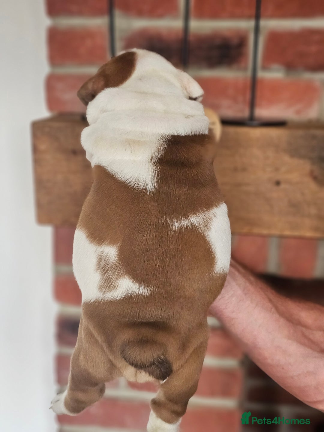 English Bulldog dogs for sale: KC tan and white girl - Image 2