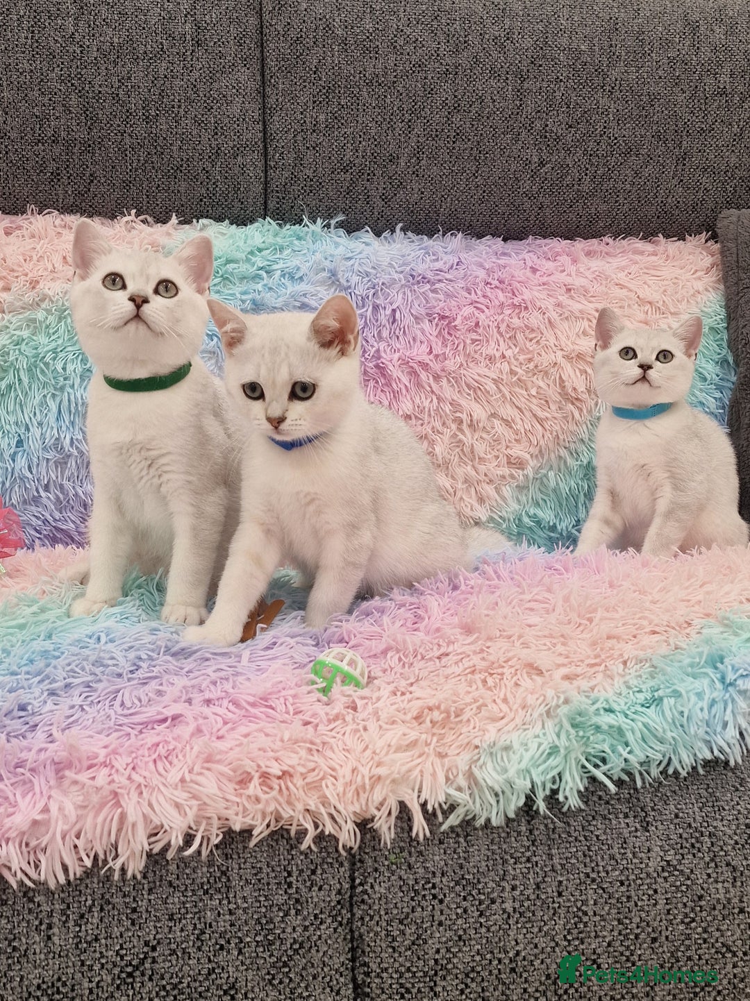 British Shorthair cats for sale: British Shorthair Silver Chinchilla  - Image 9