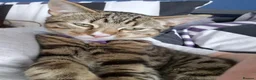 Mixed Breed cats for sale: Male cat (Tigger) in Bishop Auckland - Advert 5