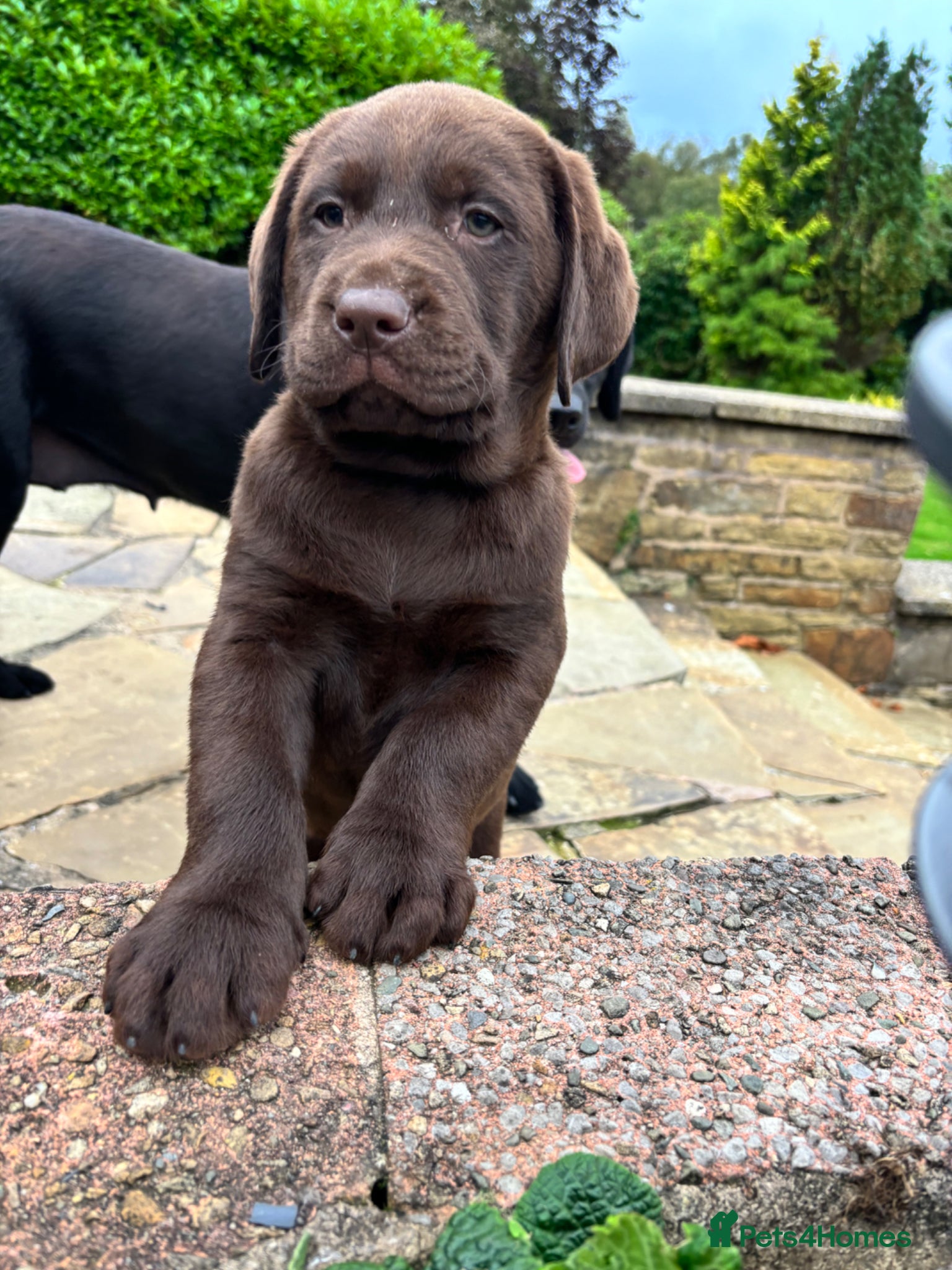 Labrador Retriever dogs True Show Line Chunky Labrador Puppies  - Advert 16