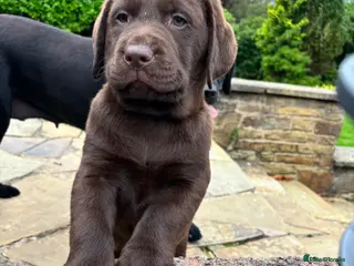 Labrador Retriever dogs True Show Line Chunky Labrador Puppies - Advert 16