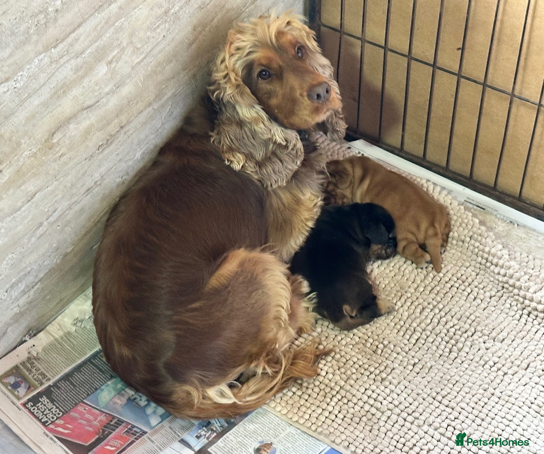 Cocker Spaniel dogs Beautiful Show Type Kc Reg. - Advert 1