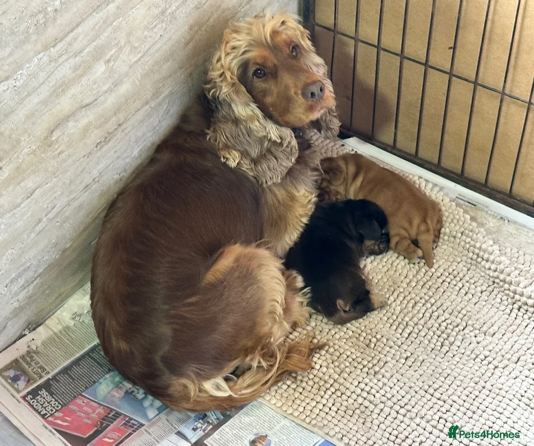 Cocker Spaniel dogs for sale: Beautiful Show Type Kc Reg. in Dymock - Advert 1