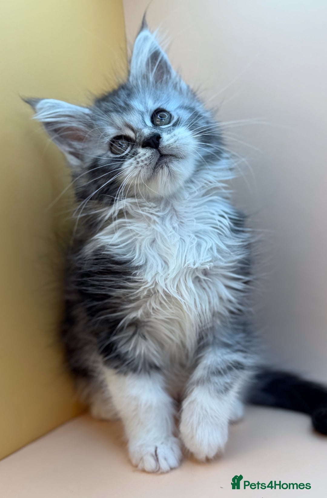 Maine Coon cats for sale: Maine Coons with Tests, Papers, Vet Checks & Vacc. - Advert 33