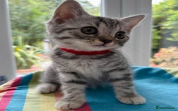 British Shorthair cats for sale: Stunning BSH Silver Female Grey Stripe Kittens - Image 8