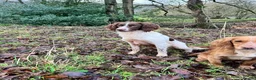 English Springer Spaniel dogs for stud: Expetionally well bred springer  - Advert 4