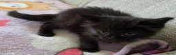 Mixed Breed cats for sale: Four adorable kittens - Advert 5