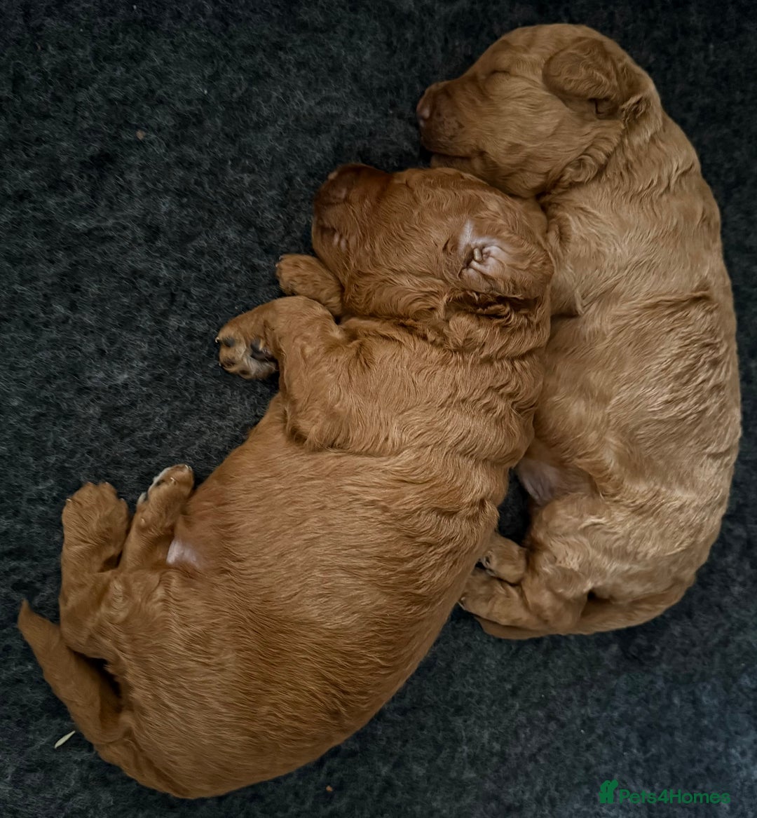 Cockapoo dogs for sale: Beautiful F1B Cockapoo Boys **1 Boy Now Reserved** - Image 15