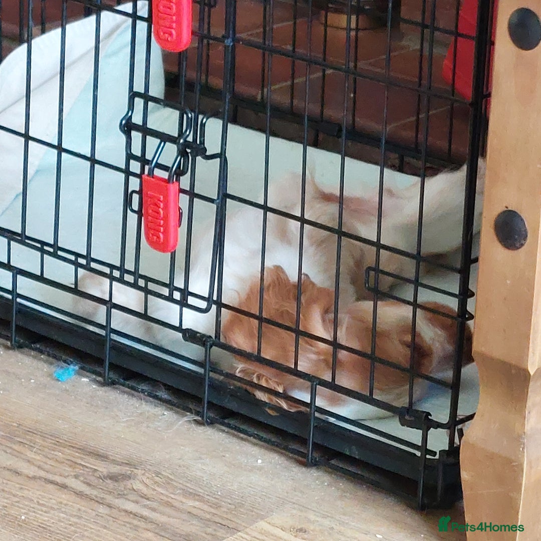 Cocker Spaniel dogs for sale: Kc English show spaniels  - Image 3