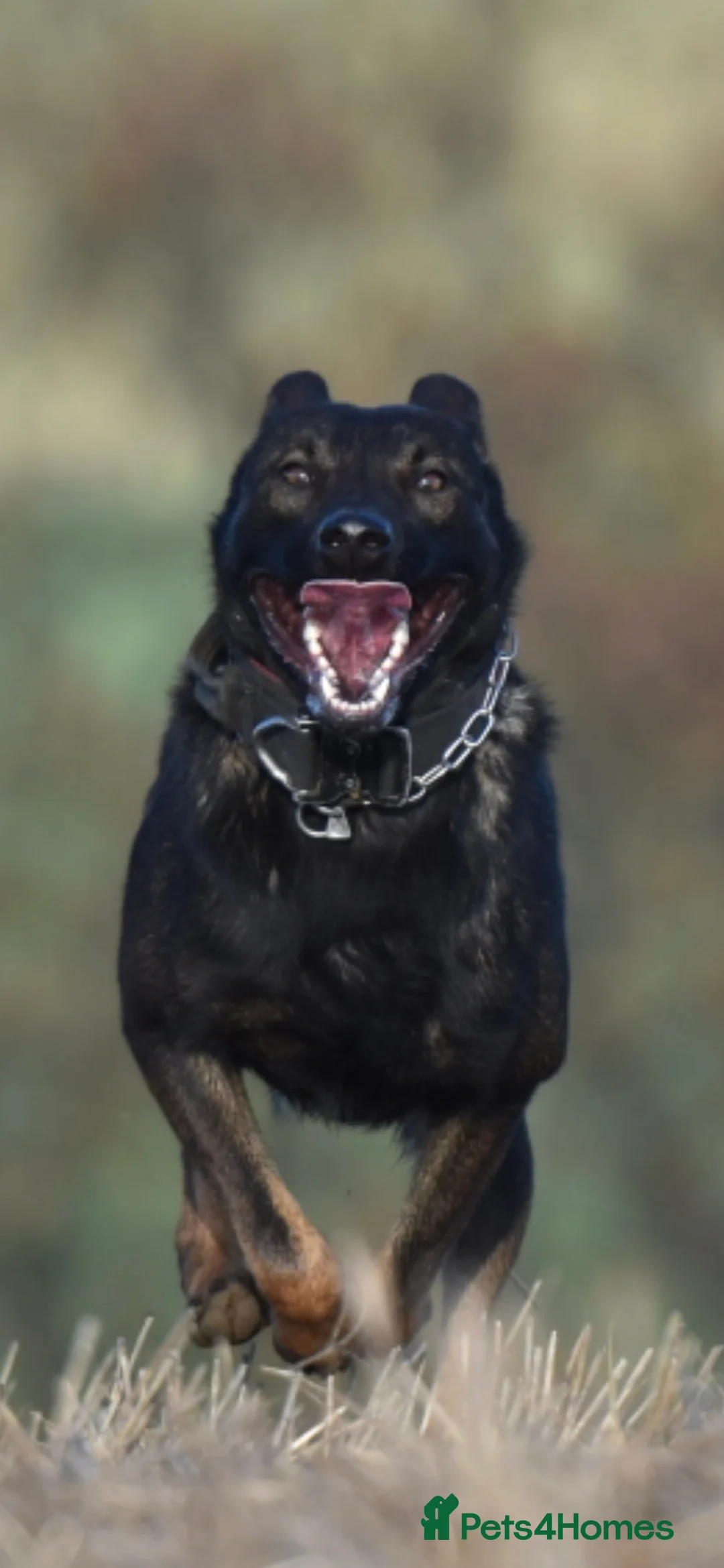 Belgian Shepherd Dog dogs for sale: Exclusive bloodlines  - Advert 28