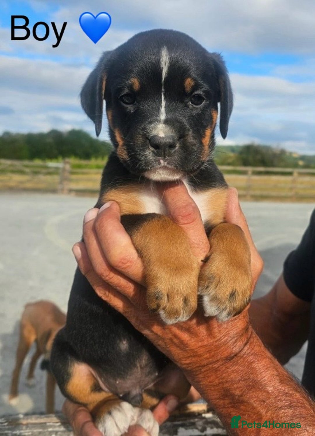 Rottweiler dogs for sale: Gorgeous Sovereign Puppies - Image 1