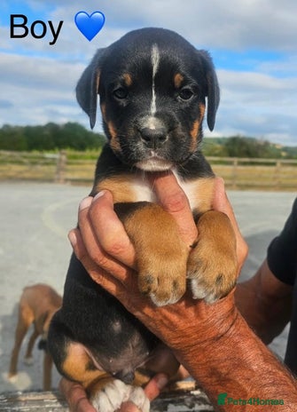 Rottweiler dogs - Advert 3