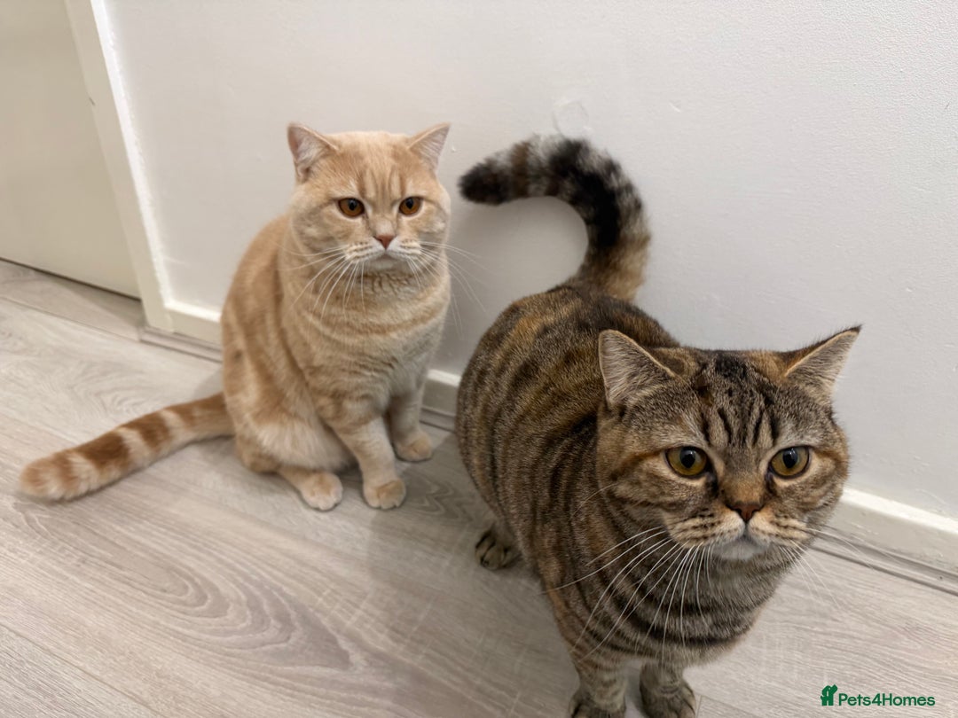 British Shorthair cats for sale: Luna & Leo  - Advert 22