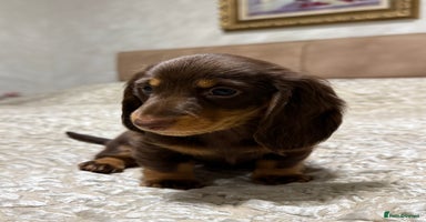 Miniature Dachshund dogs Miniature Dachshund chocolate and Tan long-hair - Advert 10