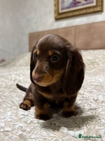 Miniature Dachshund dogs Miniature Dachshund chocolate and Tan long-hair - Advert 10
