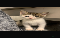Domestic Shorthair cats for sale: Kittens ready  for forever home  - Image 2