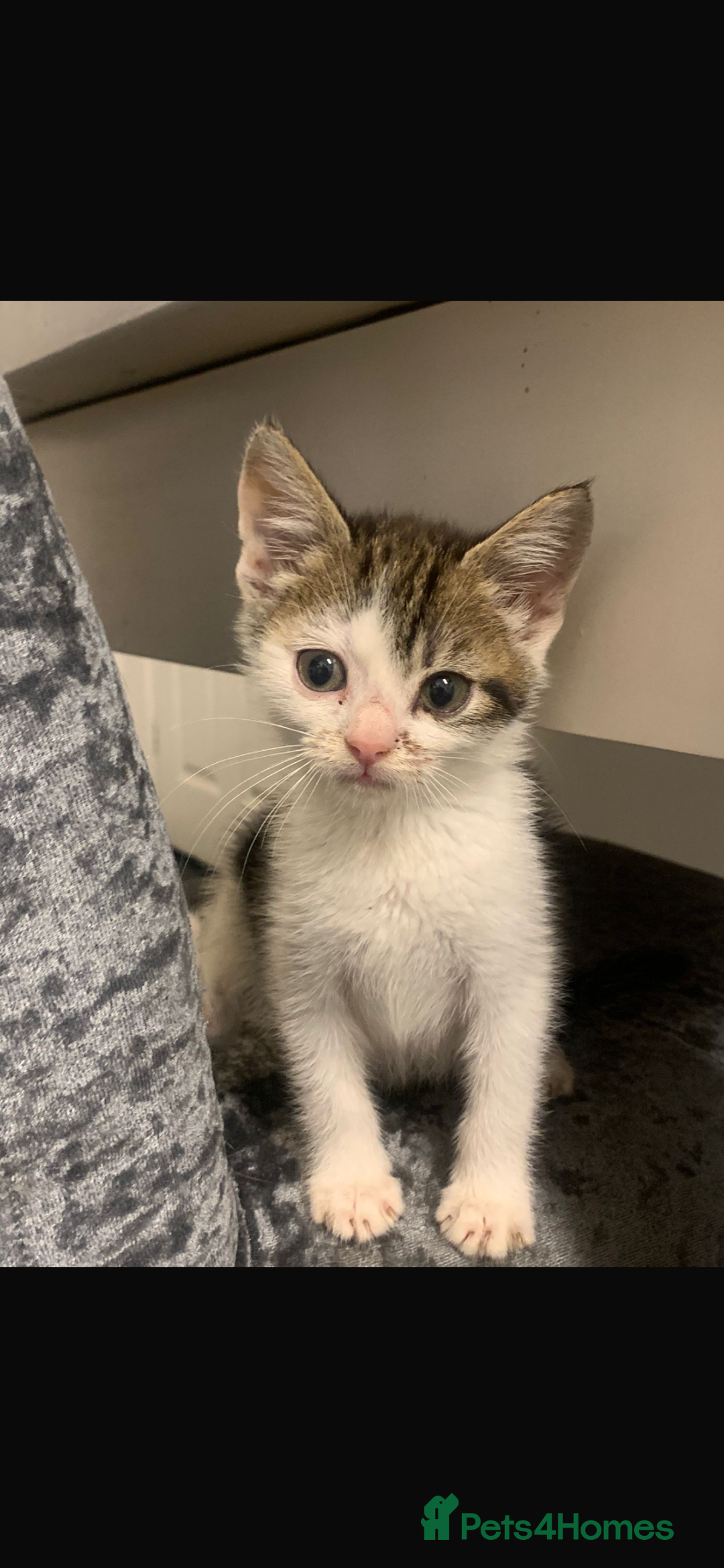 Domestic Shorthair cats for sale: Kittens ready  for forever home  - Image 2