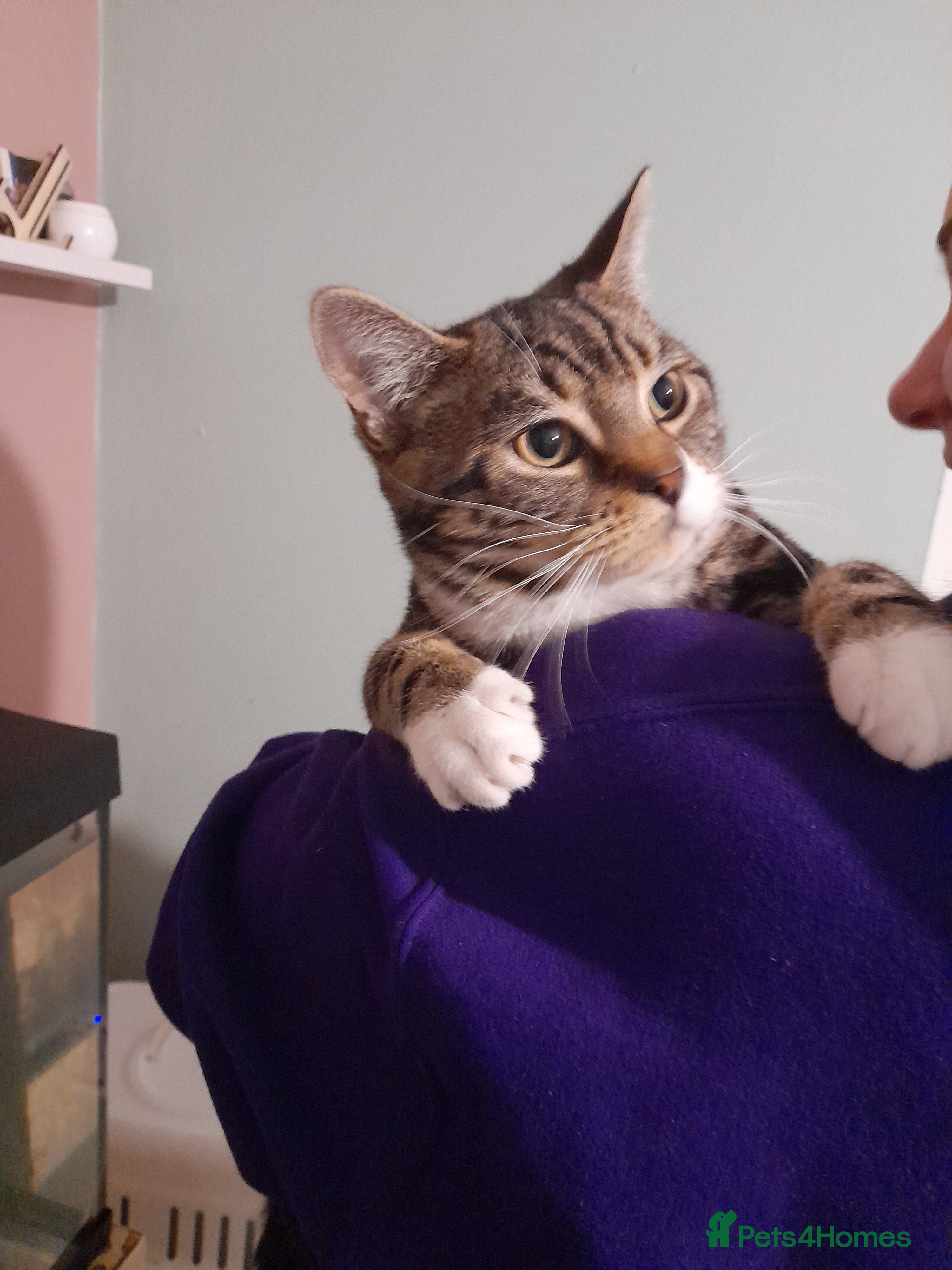 Domestic Shorthair cats Male 8 month old rex, having to put 50 but offers  - Advert 1