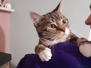 Domestic Shorthair cats Male 8 month old rex, having to put 50 but offers - Advert 1